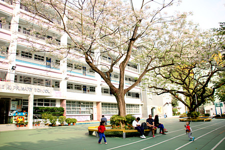 官立嘉道理爵士小學 外观